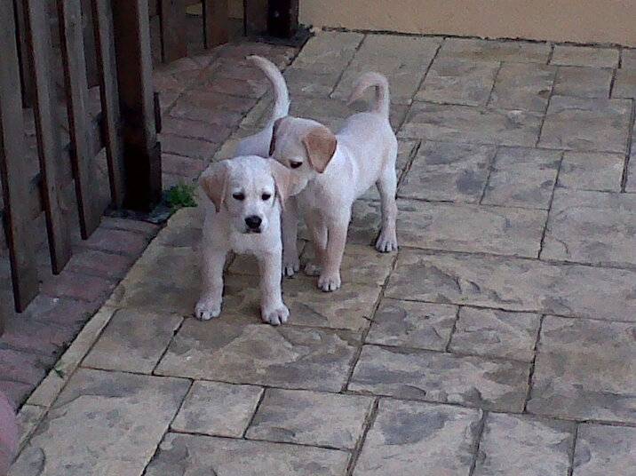 Cachorros labradores - Labrador Retriever Mâle (3 mois)