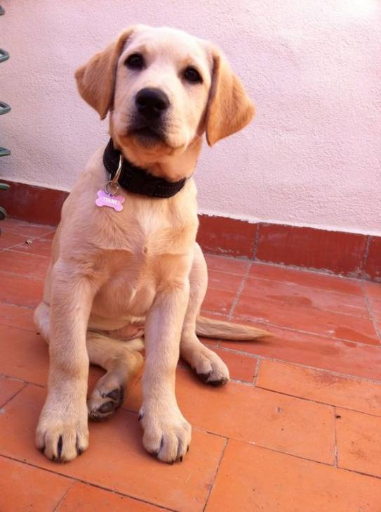 Athenea - Labrador Retriever (10 mois)