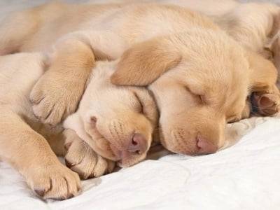 Callie & Dogie - Labrador Retriever (2 mois)