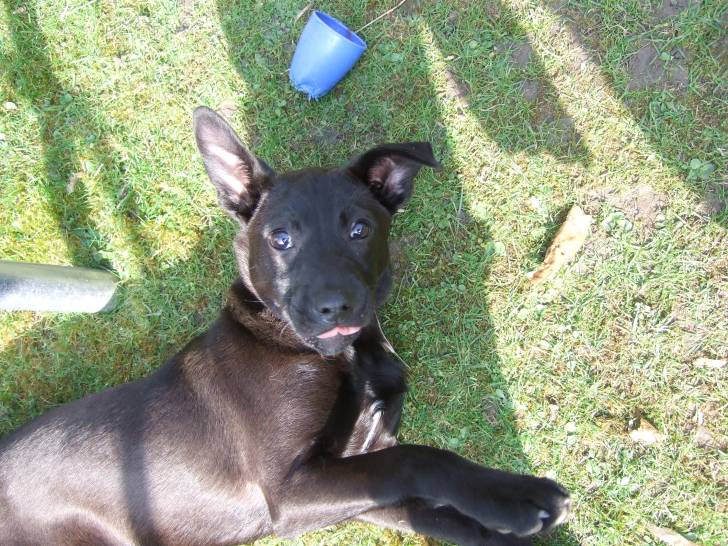Keira - Labrador Retriever (8 mois)