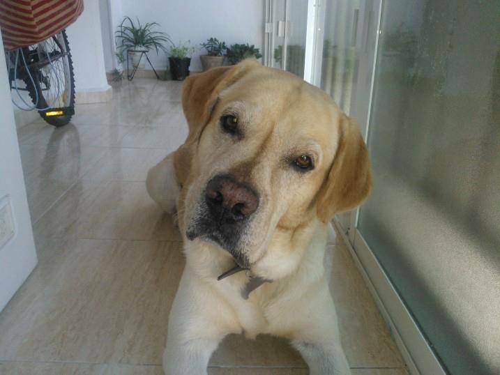 terry - Labrador Retriever Mâle (4 ans)