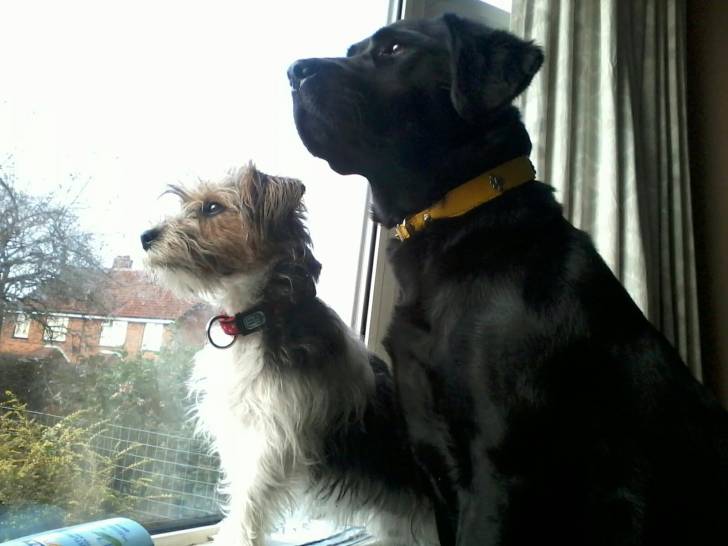 katie and stella - Labrador Retriever (4 ans)