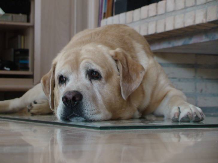 Sultan - Labrador Retriever Mâle (8 ans)