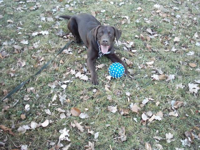 Krümel - Labrador Retriever (5 ans)