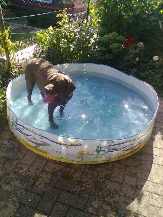 Krümel - Labrador Retriever Mâle (5 ans)
