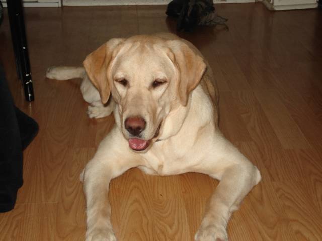 peggy - Labrador Retriever (11 mois)