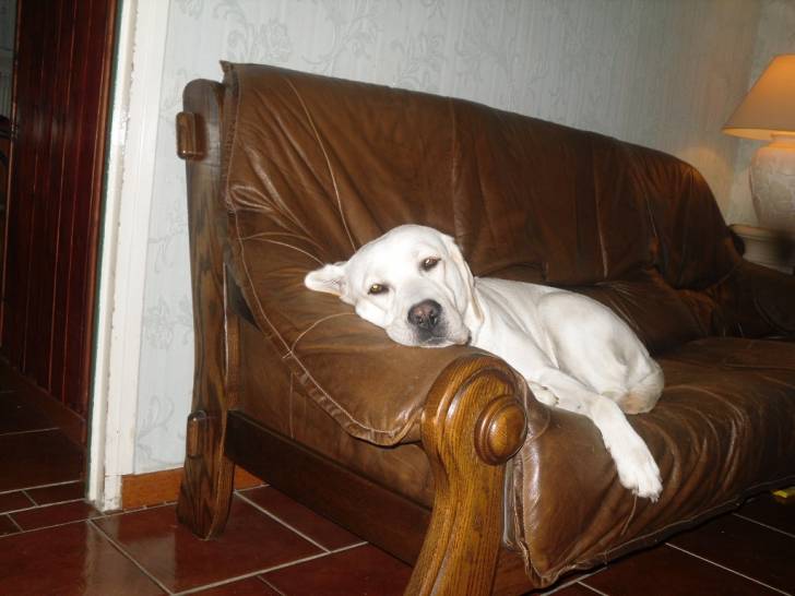 EDEN - Labrador Retriever (4 ans)