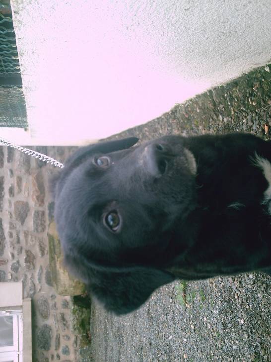 spok - Labrador Retriever Mâle (2 ans)