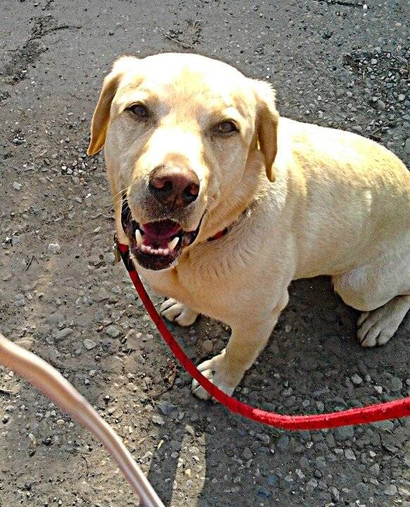 Toby - Labrador Retriever Mâle (6 ans)