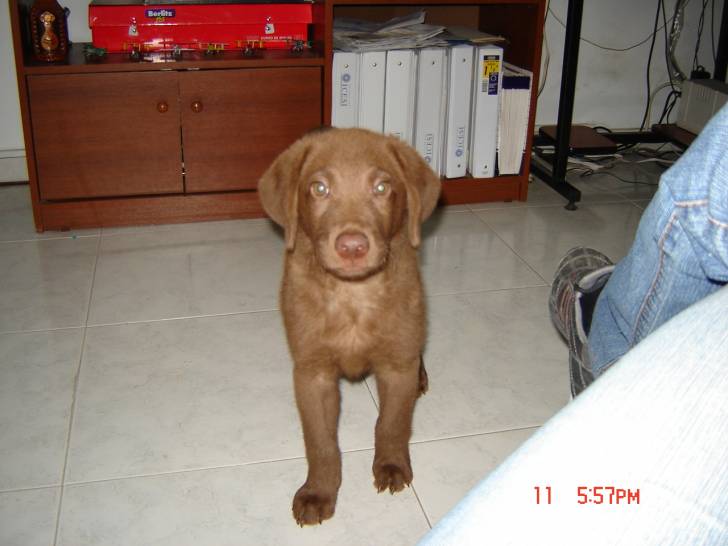 Mateo - Labrador Retriever Mâle (1 an)