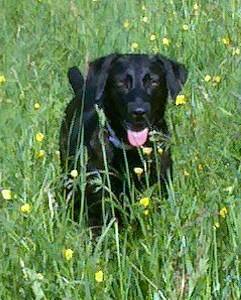 Sarina - Labrador Retriever (5 ans)