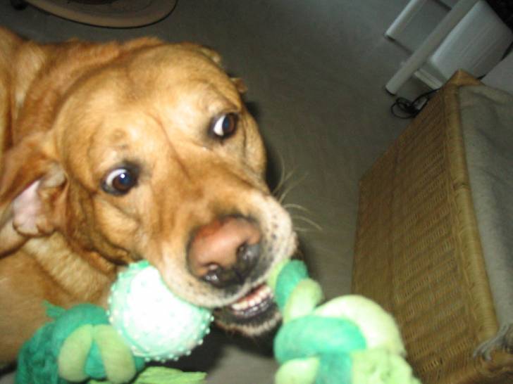 Théo - Labrador Retriever Mâle (7 ans)
