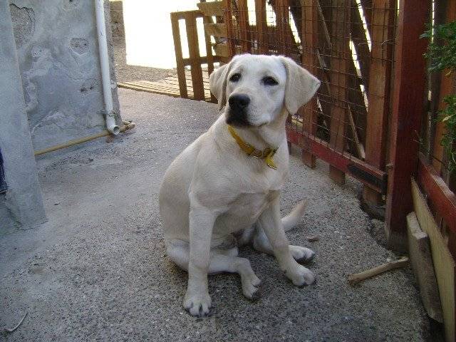 Llola - Labrador Retriever (6 mois)