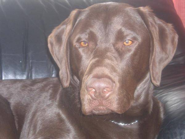Forest Gump - Labrador Retriever Mâle (4 ans)