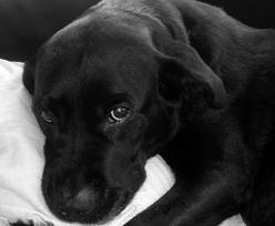Pepper - Labrador Retriever (4 mois)