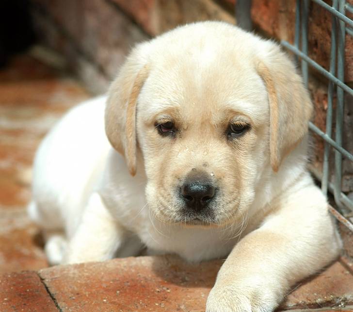 petit q - Labrador Retriever Mâle (4 mois)