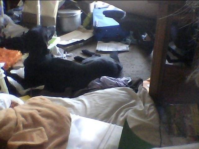 dixie - Labrador Retriever (3 ans)