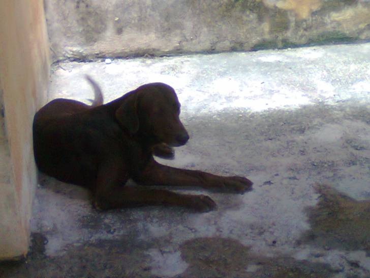 Draago - Labrador Retriever Mâle (7 ans)