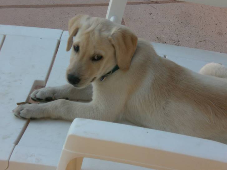 Elio - Labrador Retriever Mâle (3 mois)