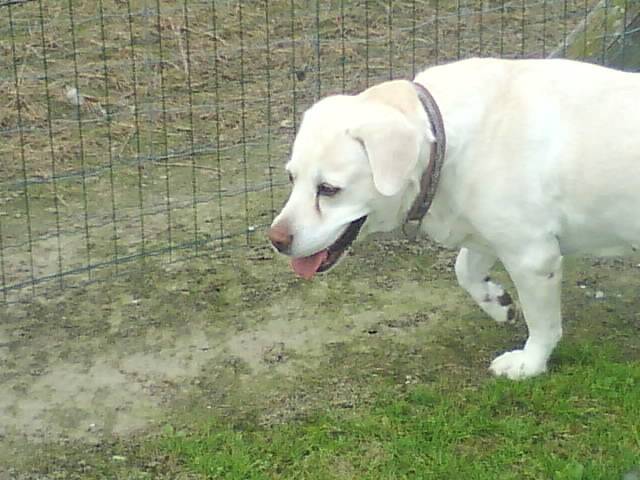 Nessie - Labrador Retriever (12 ans)