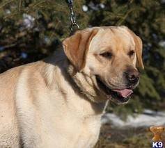 Mosley - Labrador Retriever Mâle