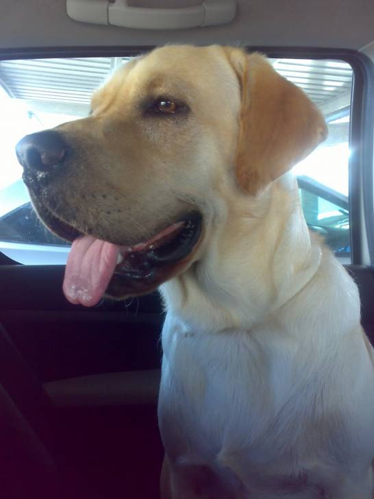 terry - Labrador Retriever Mâle (4 ans)