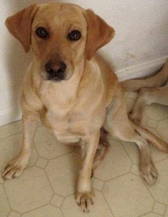 Cali - Labrador Retriever (2 ans)