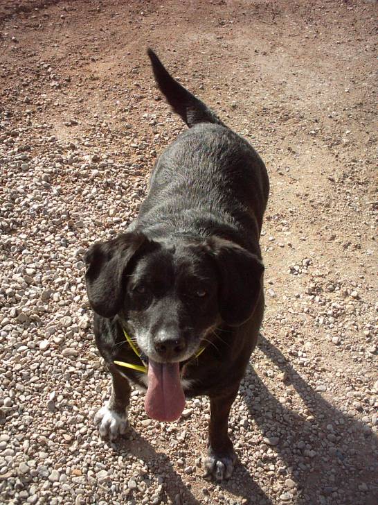 Réglisse - Labrador Retriever (12 ans)