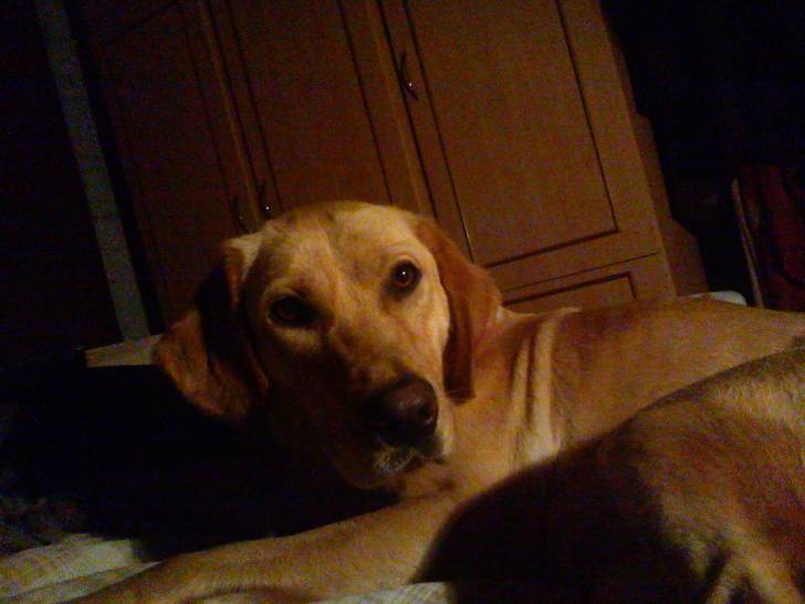 Luna - Labrador Retriever (1 an)