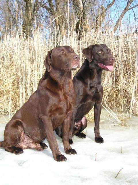 Olimpiko et Lara - Labrador Retriever (3 ans)
