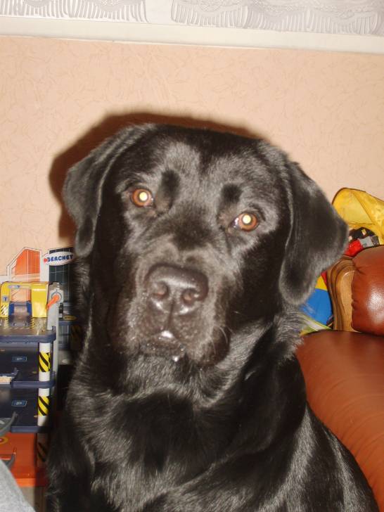 Ayro - Labrador Retriever Mâle (4 ans)