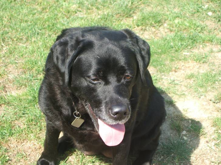Rikita - Labrador Retriever (12 ans)