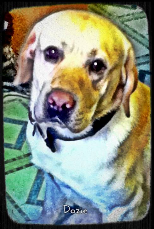 Dozie - Labrador Retriever Mâle (3 ans)
