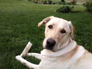 Sophie - Labrador Retriever (2 ans)