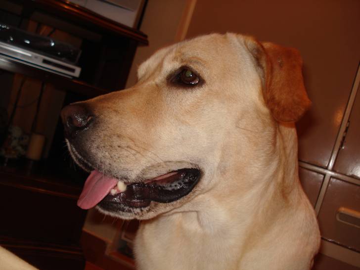 martin - Labrador Retriever Mâle (7 ans)