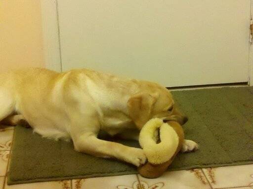 Lily (2) - Labrador Retriever (1 an)