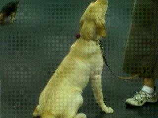 Lily (4) - Labrador Retriever (1 an)