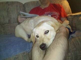 Lily (5) - Labrador Retriever (1 an)