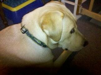 Tucker (2) - Labrador Retriever Mâle (2 ans)