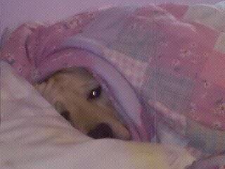 Lily (10) - Labrador Retriever (1 an)