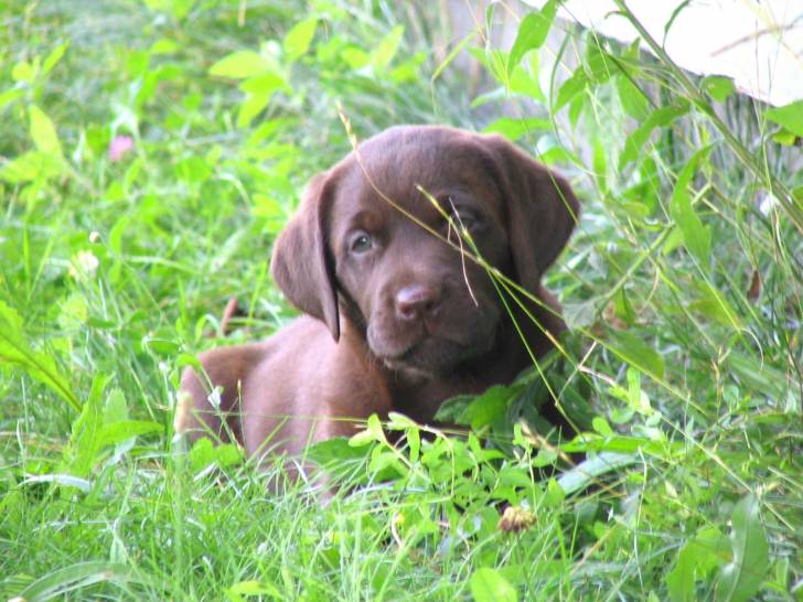 cloé - Labrador Retriever (3 mois)