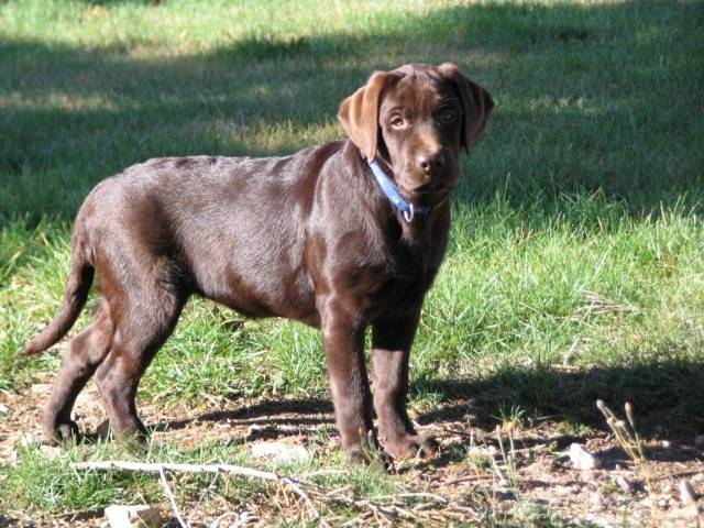 ??pas encore de nom - Labrador Retriever (4 mois)