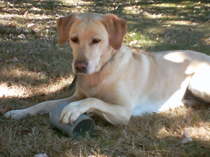 Bianca - Labrador Retriever (6 ans)