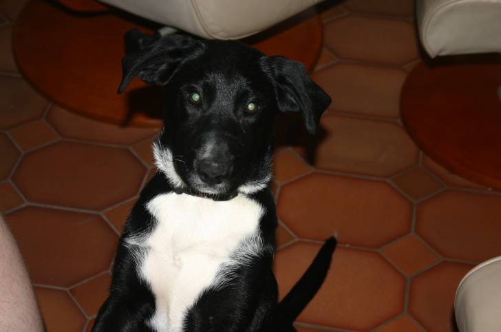 LOUNA - Labrador Retriever (4 ans)