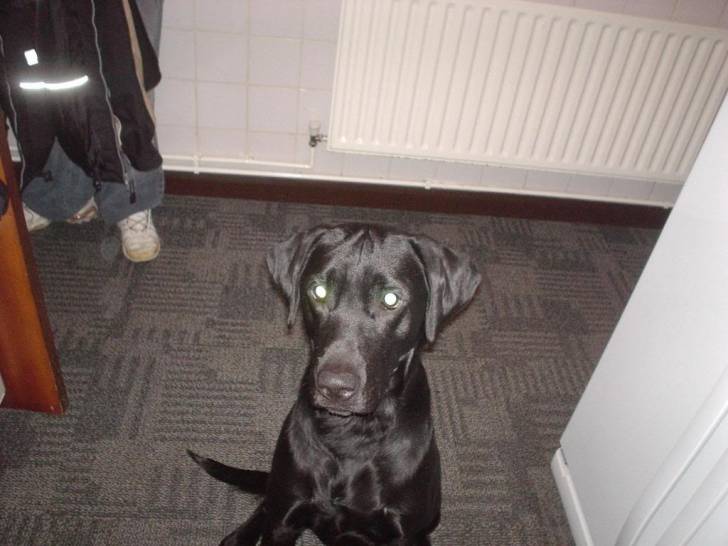Jet - Labrador Retriever Mâle (4 ans)