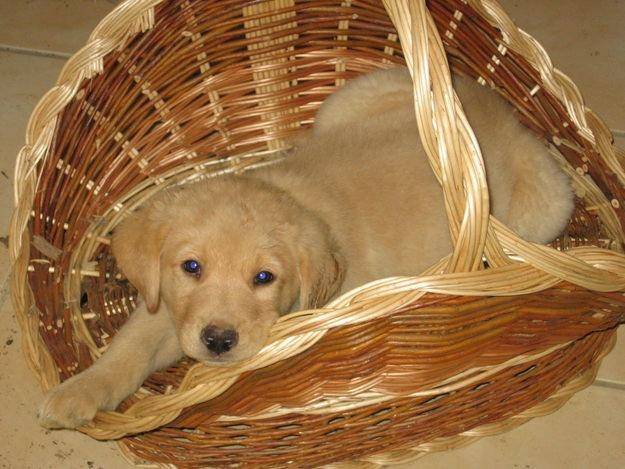 jack - Labrador Retriever Mâle (6 mois)
