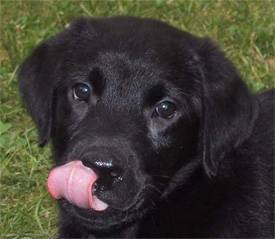 Domino - Labrador Retriever Mâle (1 an)