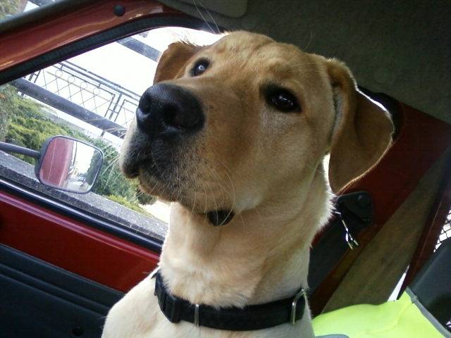 elfi - Labrador Retriever (3 ans)