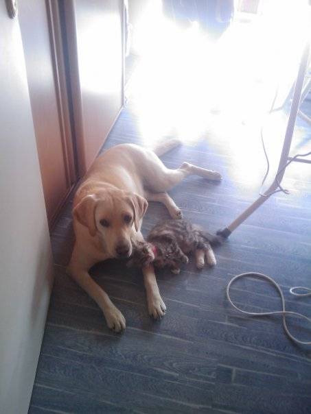 Déesse - Labrador Retriever (8 mois)