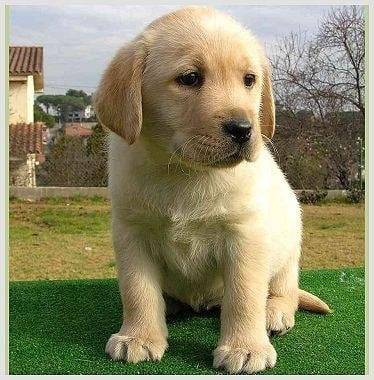 Max Enrique a los 6 Meses - Labrador Retriever Mâle (6 mois)